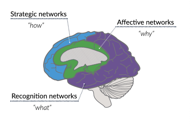 Illustration of the brain with three UDL networks highlighted - Affective network on the interior, Recognition network on the posterior, Strategic network on the anterior.